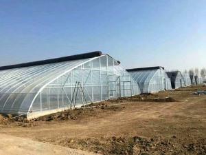 New Greenhouse Shed